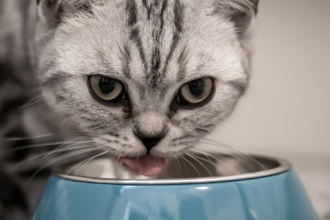 Лечебна храна за котка: кога е необходима?