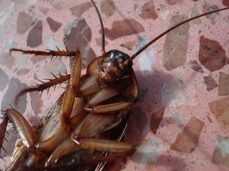 Как да противодействаме хитро на хлебарките у дома