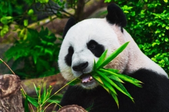 Застрашени или преекспонирани талисмани: Заслужават ли пандите специалното внимание на хората