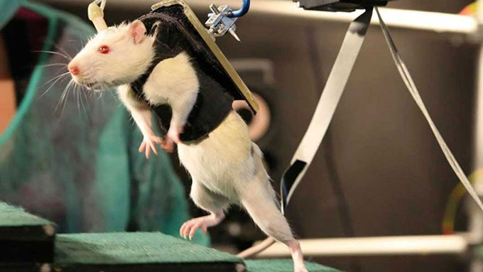 мишка с наранен гръбначен стълб