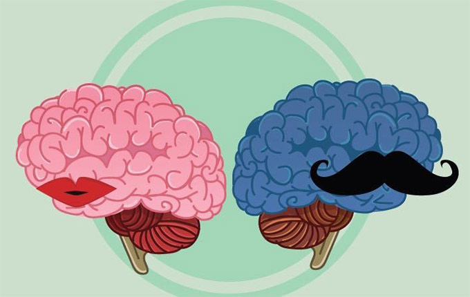 мъжки и женски мозък