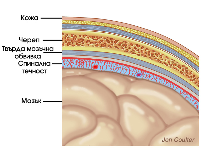 структура на мозъка